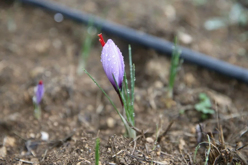 1 kilosu 450 bin lira: 15 Kasım’a kadar toplayan zengin oluyor