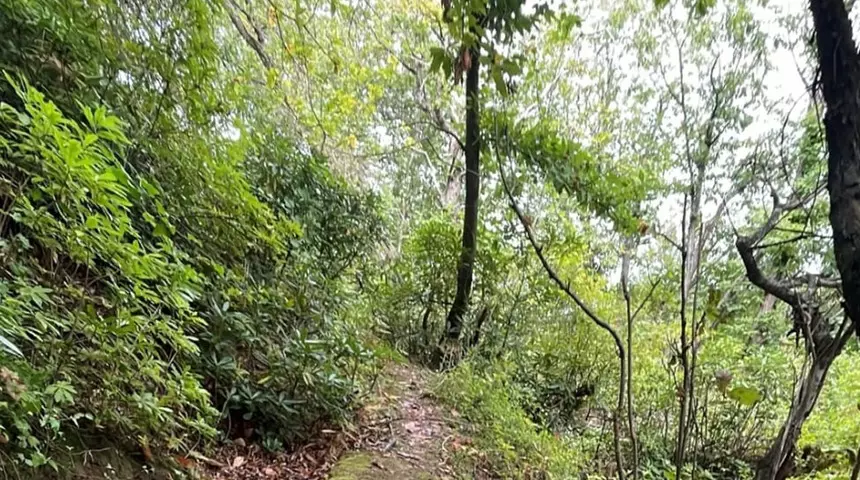 Ormana akın akın gidiyorlar! Toplayıp satıyorlar