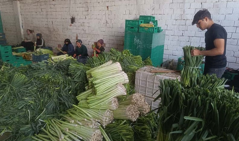 Kışlık ürünlerde hasat başladı: Kışlık ürünlerde tarladan alım fiyatları belli oldu