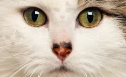 Zeka testi: Resimde kaç kedi var! Hepsini 15 saniyede sadece zekiler buluyor