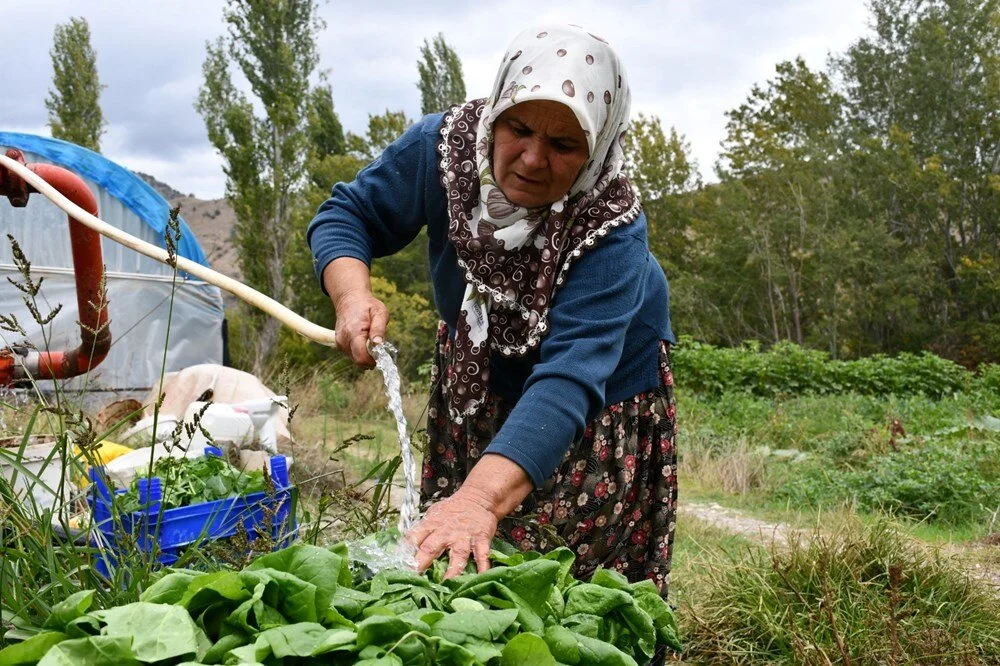 Köşeyi döndü! 10 dönüm arazide tek başına yetiştiriyor: Siparişlere yetişemiyor